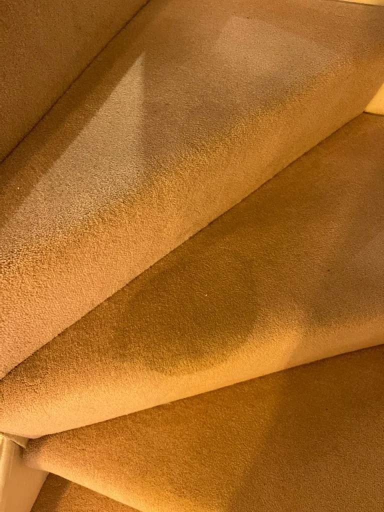 Professional Stain removal Service for Carpet, Rug, Sofa, Mattress